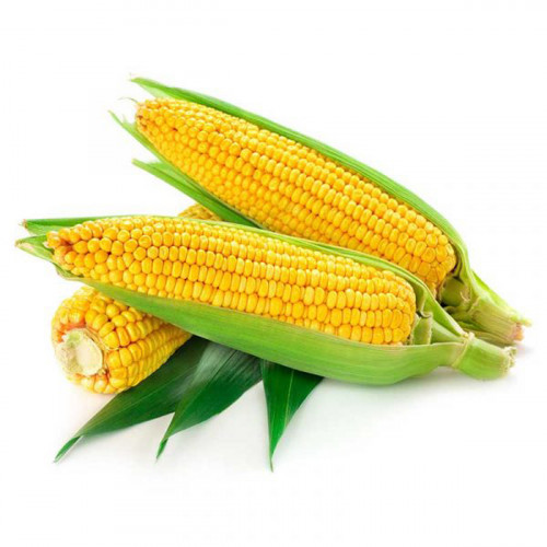 Fresh Corn Qatar 1Kg (Approx) - ذرة طازجة  قطر 1كج (تقريبا)